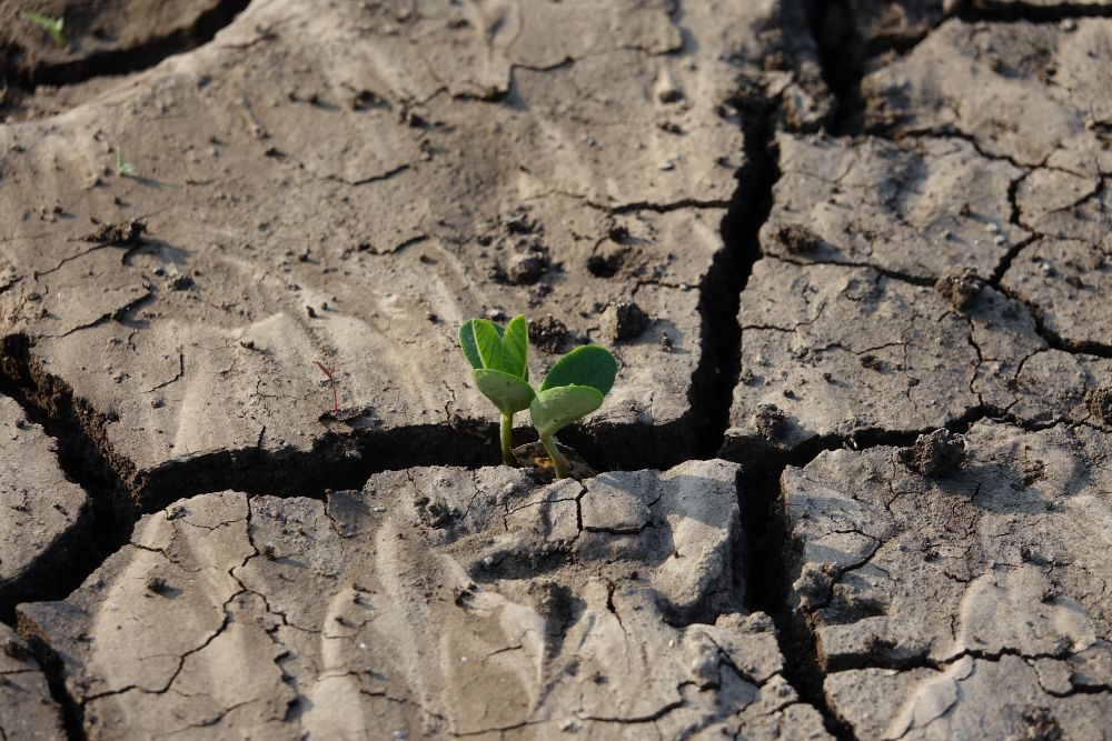 cracked earth soil with plant