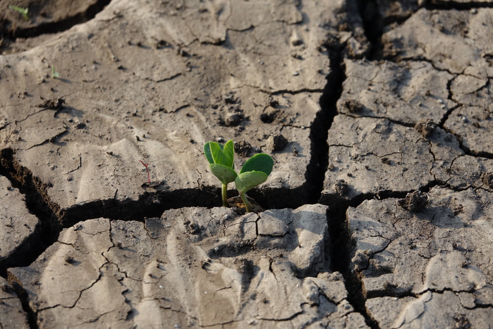 O que é solo arenoso? Características e Dicas 2 cracked earth soil with plant