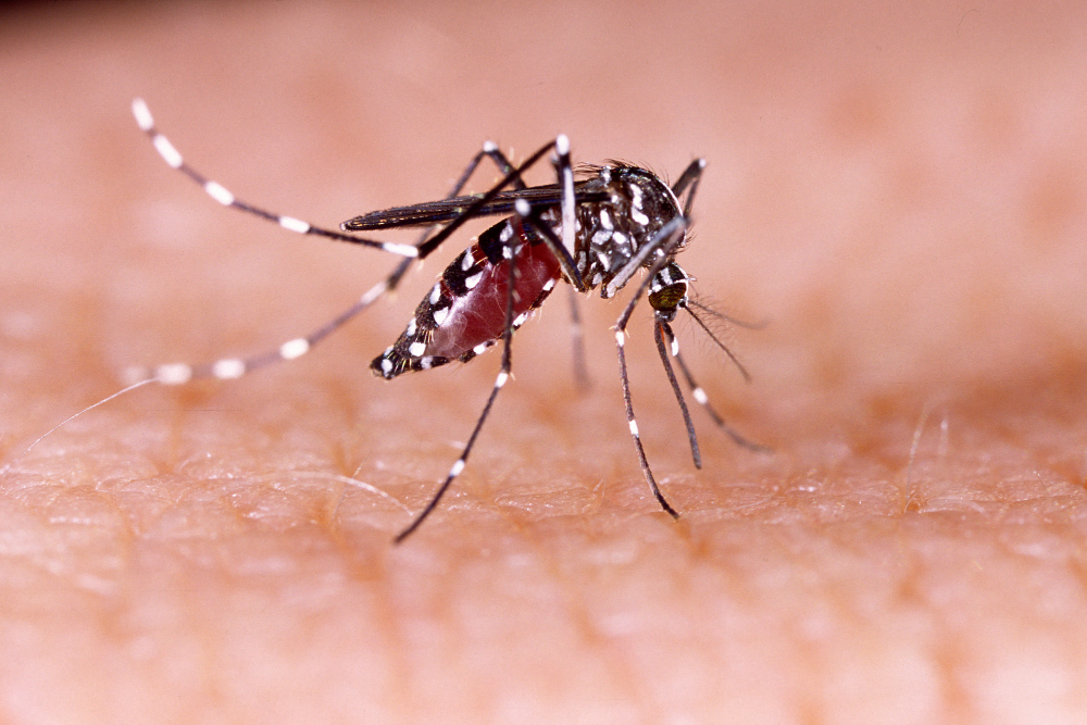 dengue zika chikungunya fever mosquito aedes aegypti human skin