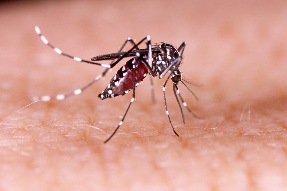 Como espantar pernilongo do quarto? 2 dengue zika chikungunya fever mosquito aedes aegypti human skin