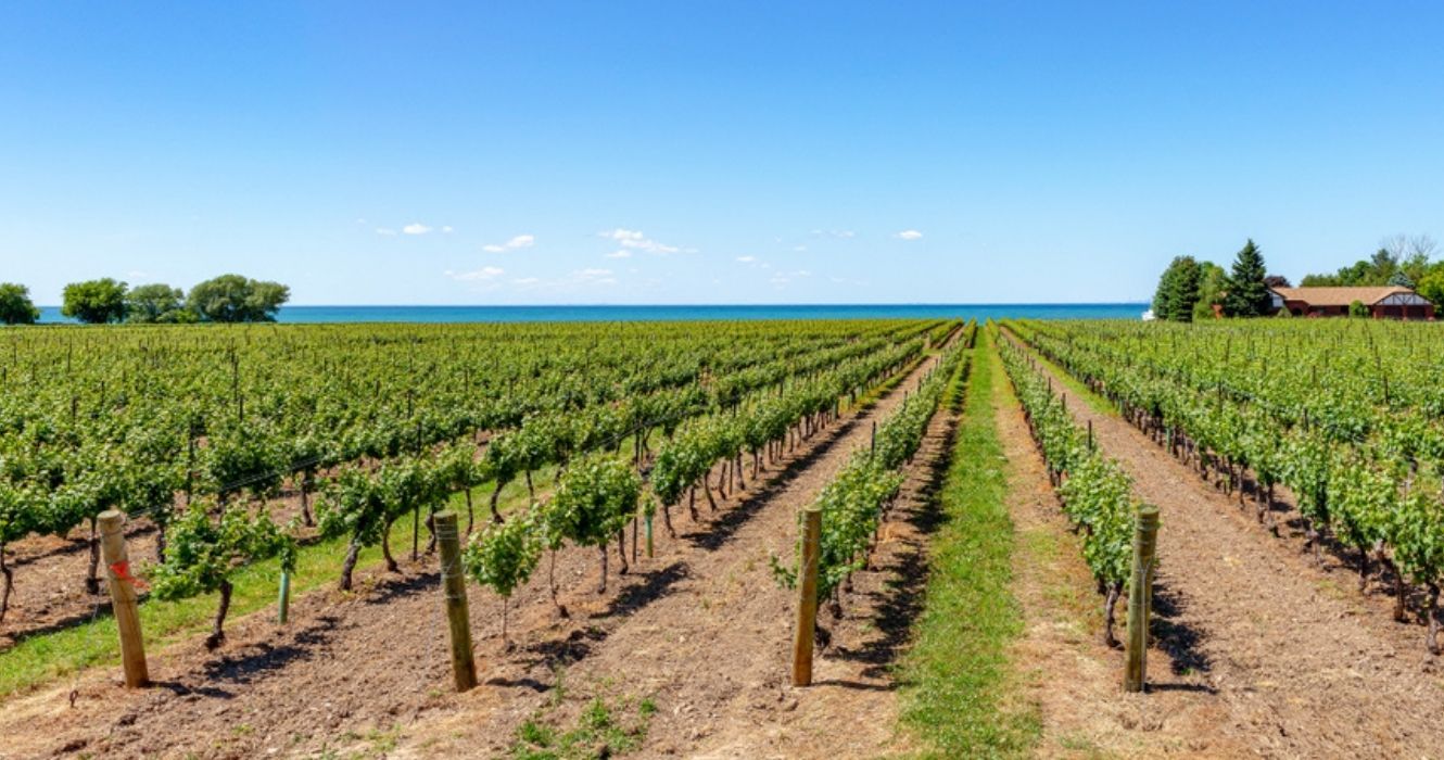 10 Melhores vinícolas para cães para visitar perto de St. Catharines e Niagara On The Lake 1 um vinhedo em niagara no lago