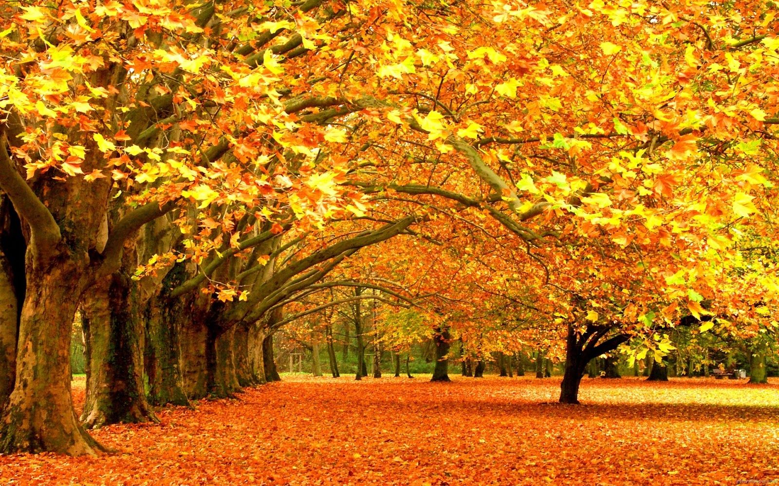 10 destinos que ganham vida no outono