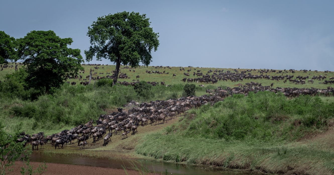 É assim que se assiste à grande migração com orçamento 1 a grande migração em África