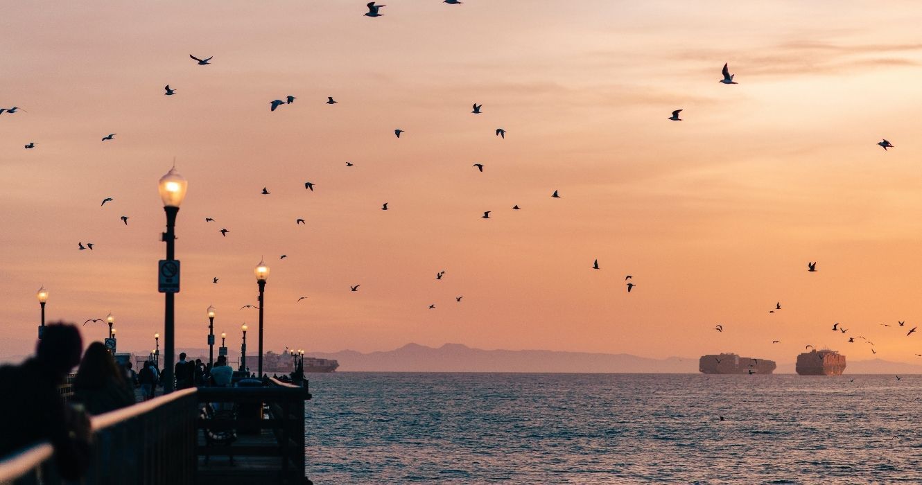 Esta cidade sonolenta é o lar de uma das praias mais subestimadas do sul da Califórnia 1 o pôr do sol na praia de focas com pássaros em cima