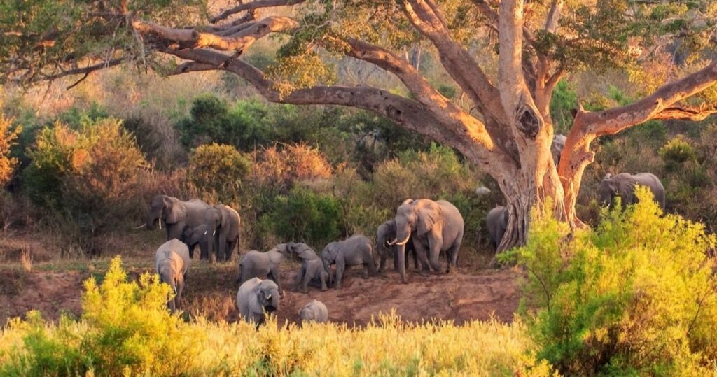 Instagram Vs. Realidade: como realmente é a África do Sul 7 Elephants at Kruger National Park, South Africa