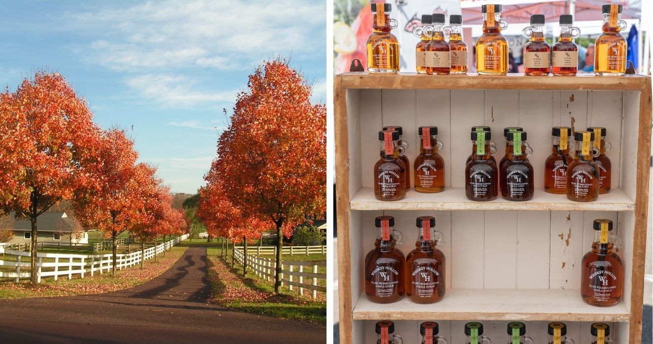 Se você é fã de panquecas, não pode perder a turnê Maple Syrup da Pensilvânia 1 árvores de bordo e xarope na Pensilvânia