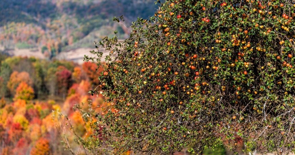Umas férias doces: aproveite a trilha Maple Syrup na Virgínia 10 Autumn Maple trees, Blue Grass, Highland County, Virginia