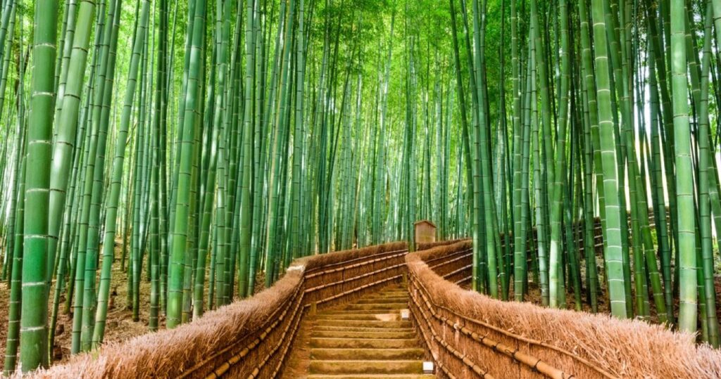 Bamboo Forest, Kyoto