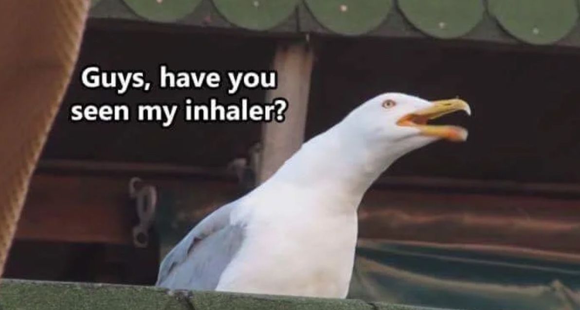 meme engraçado do inalador de gaivota