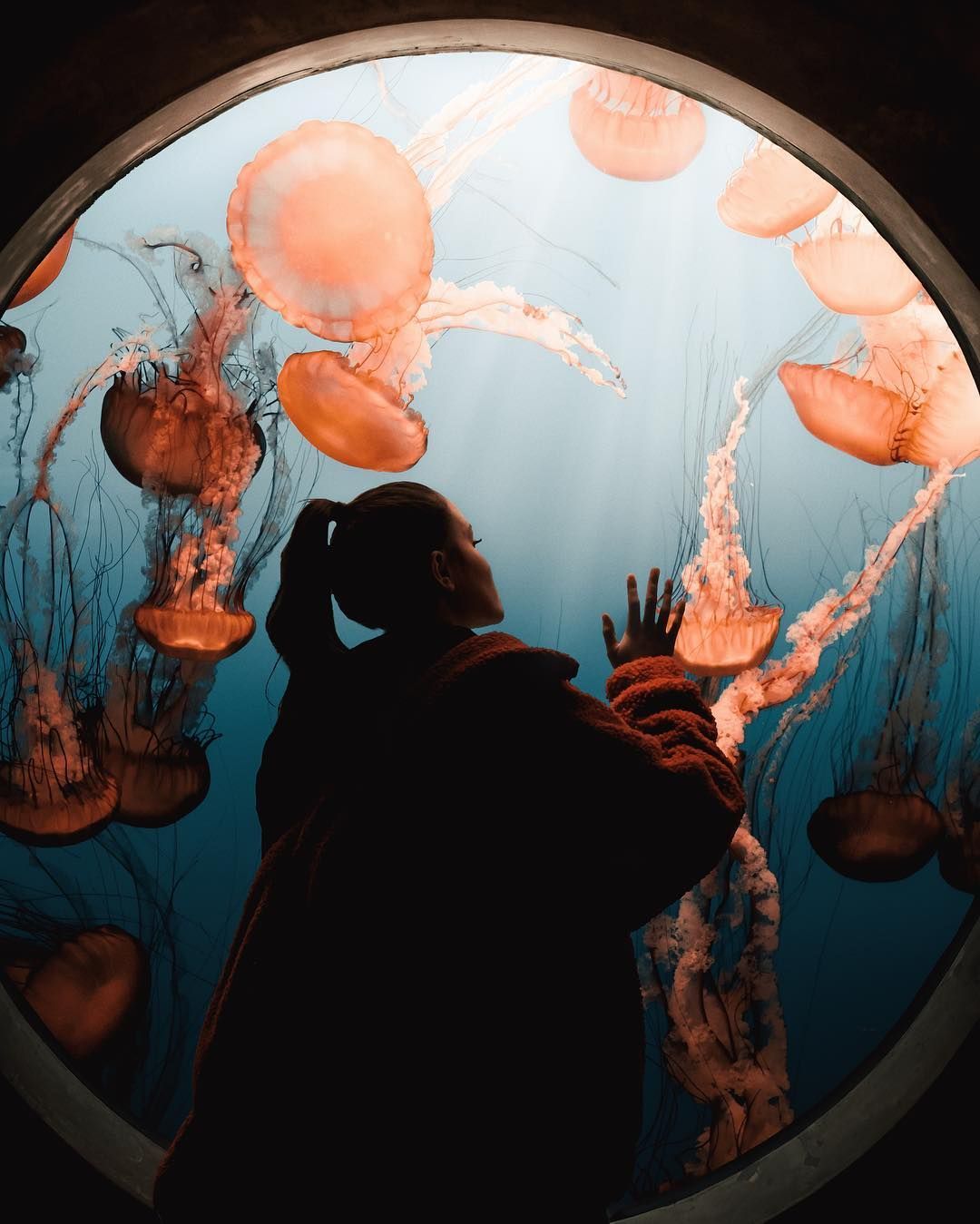 Mulher em silhueta contra a janela de visualização de água-viva no Monterey Bay Aquarium