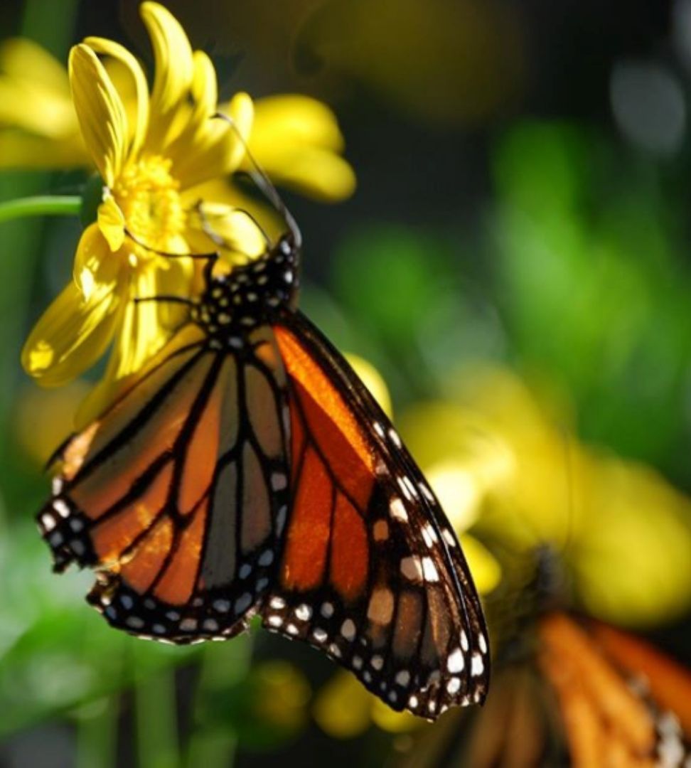 Lista de destinos para famílias que viajam pela Califórnia 4 close-up da borboleta monarca empoleirada na flor