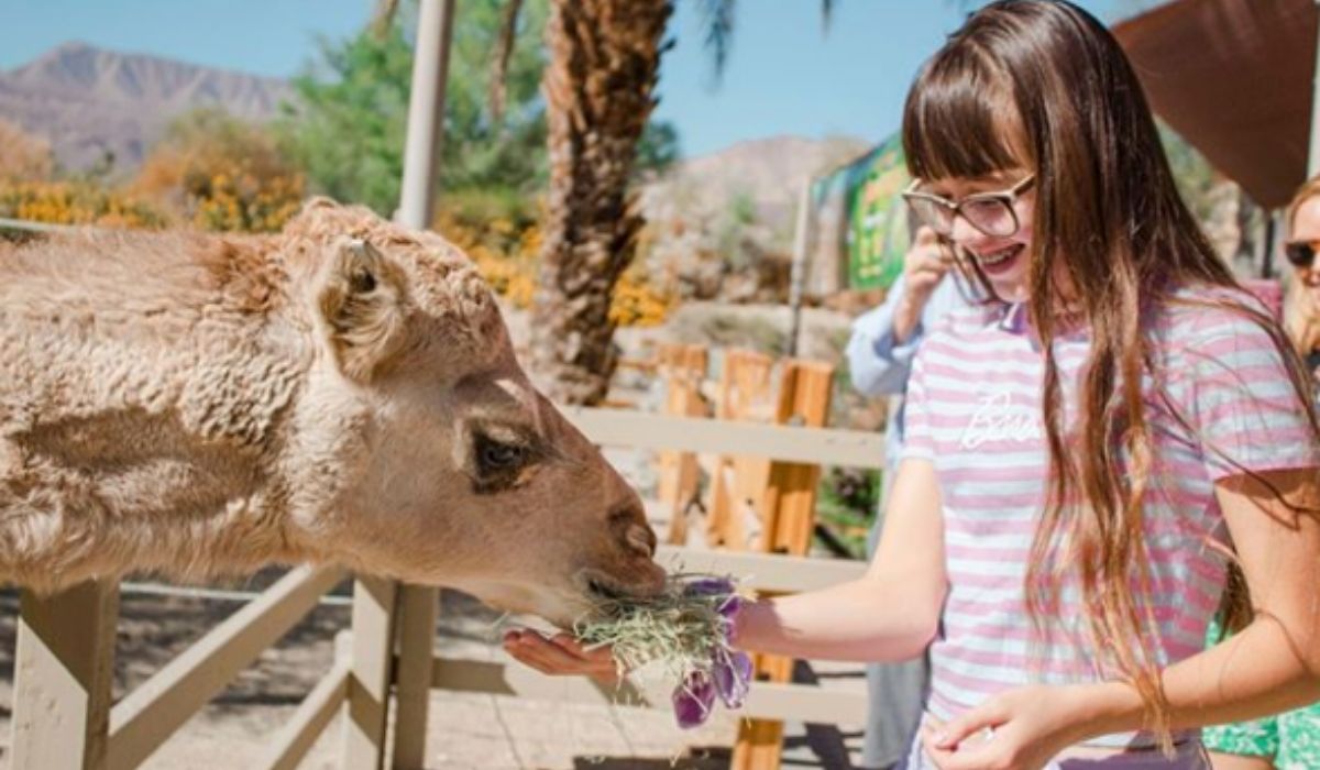 menina alimentando camelo