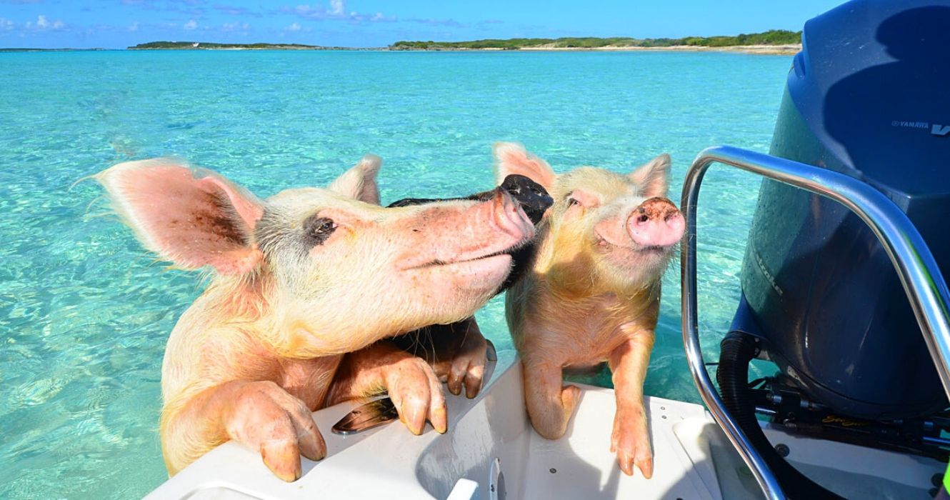 Big Major Cay nas Bahamas é onde você pode nadar com porcos, e aqui está o que você pode esperar 1 porcos entrando em um barco em big major cay