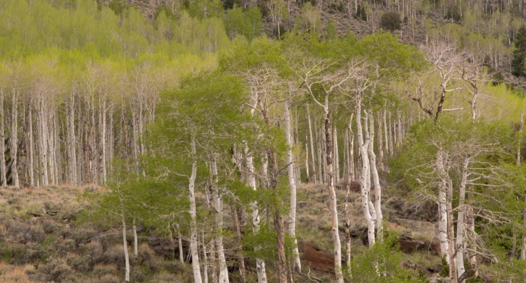 Esta árvore de Utah é o maior organismo conhecido no mundo 23 Pando Tree In Utah