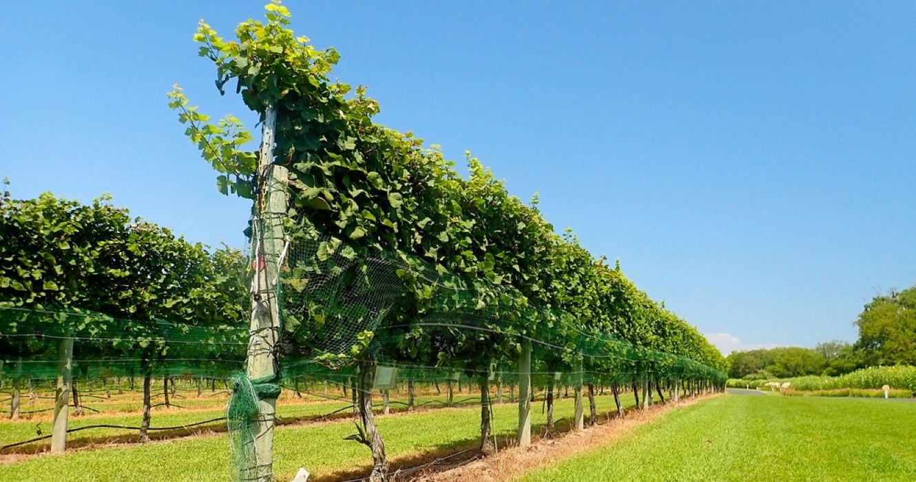 Willow Creek Winery é uma visita obrigatória para os amantes do vinho em Cape May 1 Vinícola em Cape May, NJ