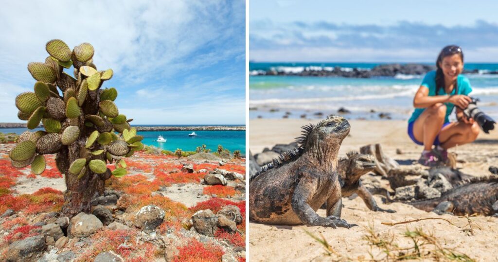Estas fotos instantâneas de Galápagos provam que é um destino de lista de desejos 13 a cactus on the galapagos islands, a photographer taking a photo of an iguana