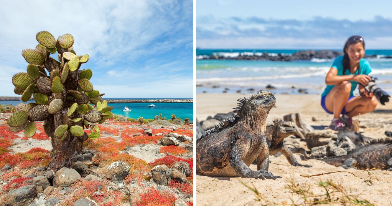 Estas fotos instantâneas de Galápagos provam que é um destino de lista de desejos 1 um cacto nas ilhas galápagos, um fotógrafo tirando foto de uma iguana