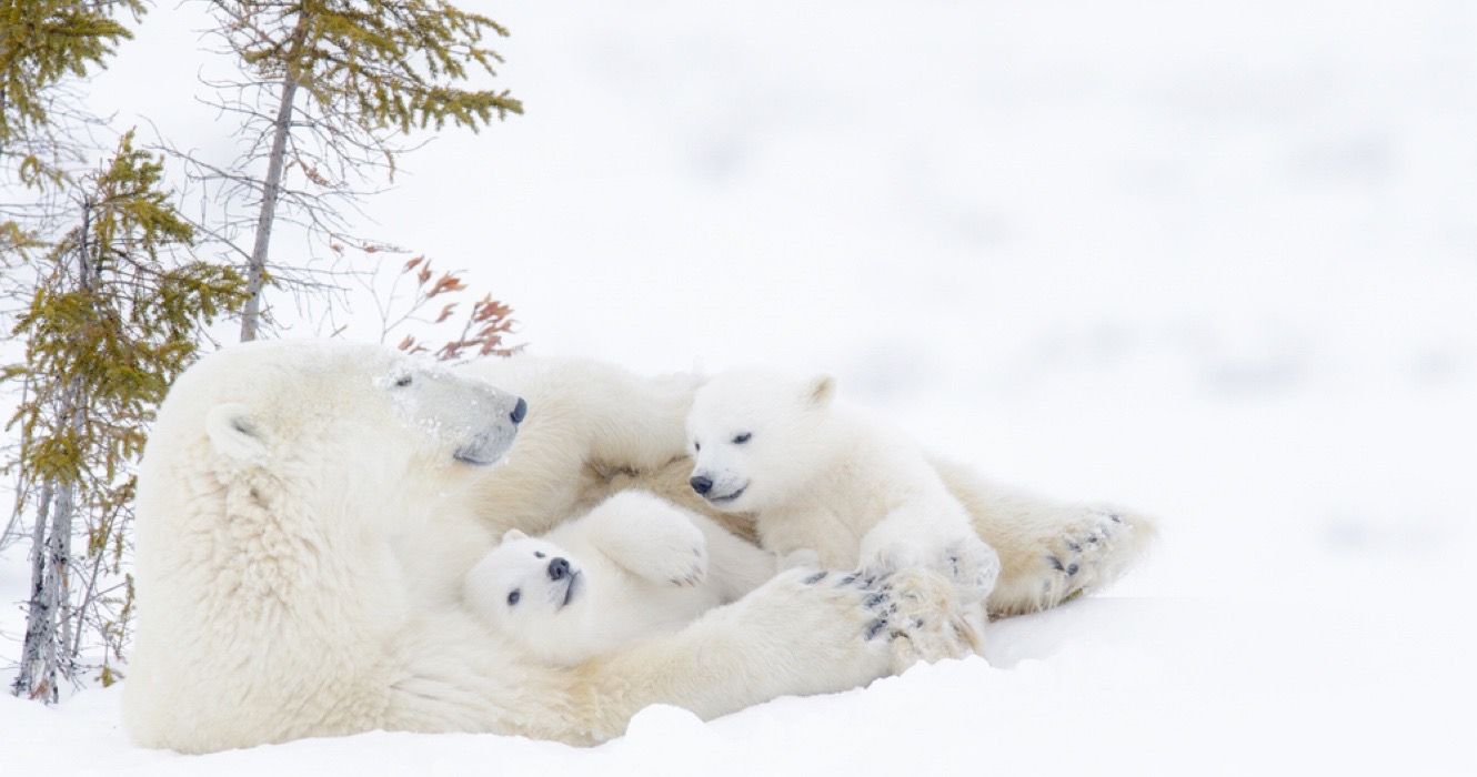 3 ursos polares na neve