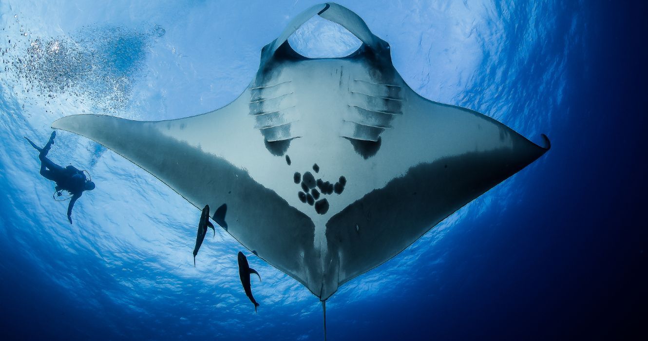 Estes são os melhores lugares do mundo para mergulhar com arraias Manta 1 um mergulhador nadando debaixo de uma arraia manta