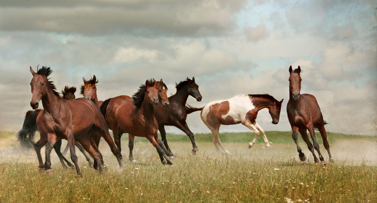 Os melhores lugares para ver mustangs: cavalos selvagens, não os carros 1 Mustangs na América galopando