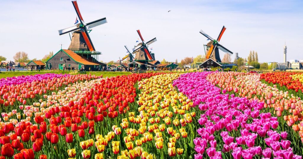 Um guia completo para os melhores campos de tulipas da Holanda 11 tulip fields with windmills in the background in the netherlands