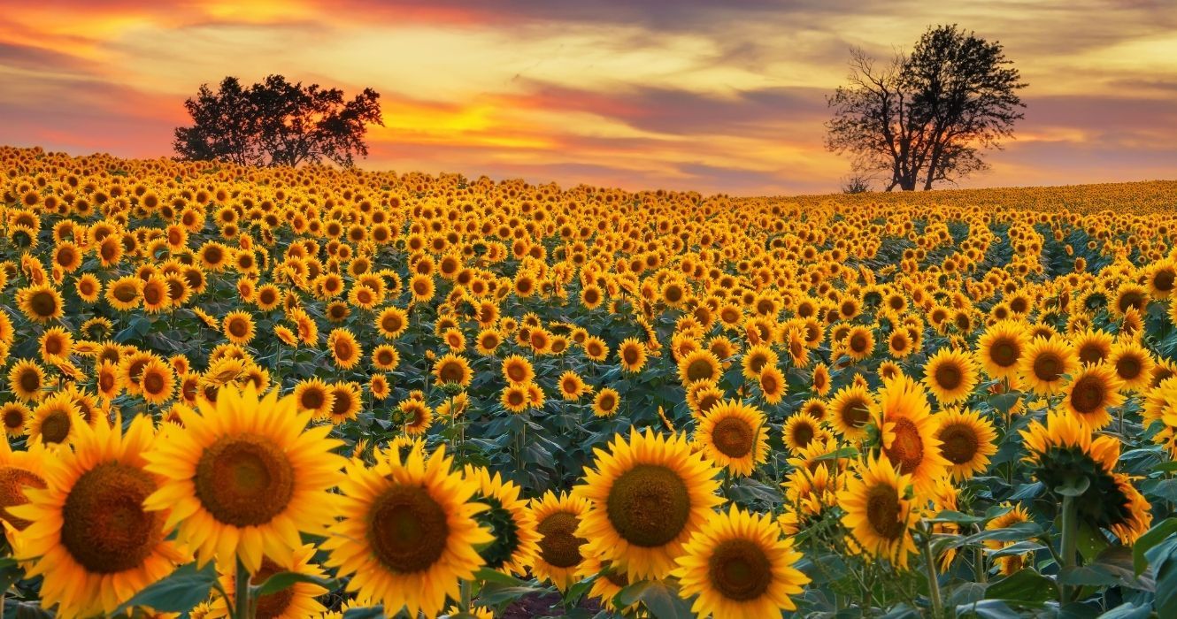 Você Só Pode Encontrar Essas Coisas No Estado Girassol Do Kansas 1 um campo de girassol em kansas ao pôr do sol
