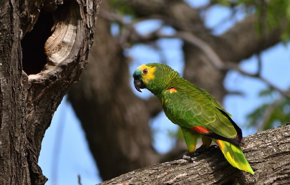 Bonito MS: Um Destino Romântico para Casais Aventureiros 10 bonito aves