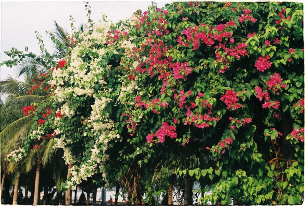 Alamanda e Plantas de decoração: Belezas com Efeito no Jardim 2 alamanda