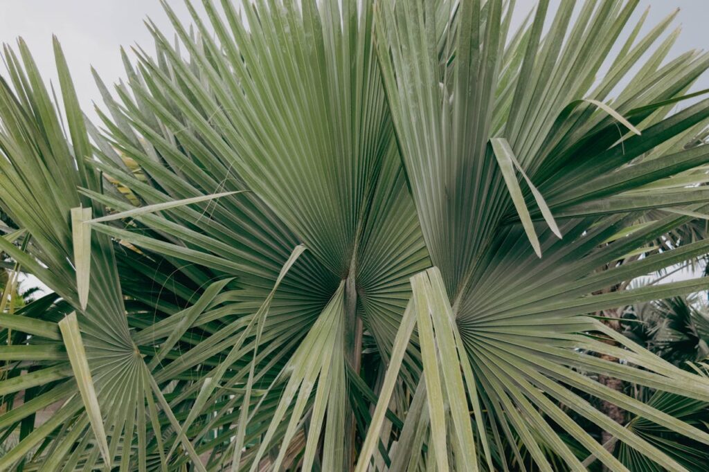 Carnauba