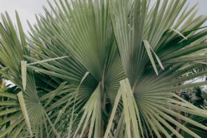 Carnauba